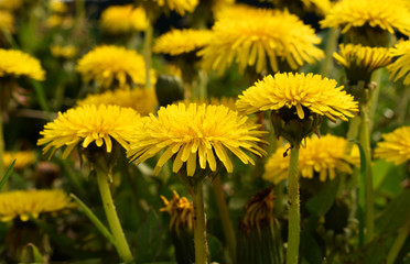 Yellow dandelion flowers in spring garden