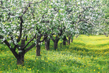 Fototapeta na wymiar Blossoming apple trees in the botanical garden of Moscow State University