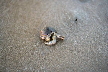 Hermit crabs live on the sand by the sea