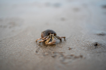 Hermit crabs live on the sand by the sea