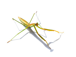 Green Hierodula patellifera common name giant Asian, Indochina or Harabiro Mantis, is a species of praying mantis belonging to genus Hierodula. The image in selective focus, isolated on white.