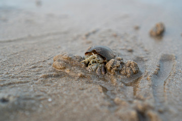 Hermit crabs live on the sand by the sea. Hermit crabs digging sand to bury themselves to hide from predators.