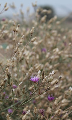 Thistle wild flowers in the meadow 