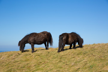 Fototapeta na wymiar Wild ponies Cornwall coast between Perranporth and Holywell Bay