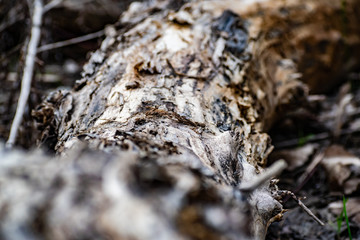 Saw cut wood, old wood rot on the nature of the timber unfit, a walk in the woods on the nature, details and elements of the natural flora