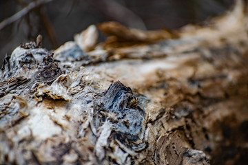 Saw cut wood, old wood rot on the nature of the timber unfit, a walk in the woods on the nature, details and elements of the natural flora