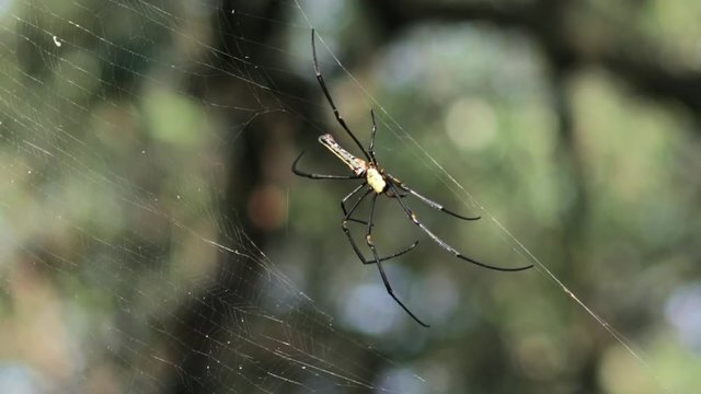 Golden Orb Web Spider hanging on the side of its main web and rapidly moving its long legs on a green bokeh background, Mangrove Forest, Thailand.