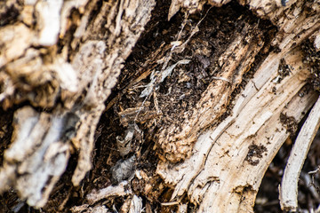 Saw cut wood, old wood rot on the nature of the timber unfit, a walk in the woods on the nature, details and elements of the natural flora