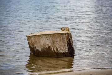 Saw cut wood, old wood rot on the nature of the timber unfit, a walk in the woods on the nature, details and elements of the natural flora