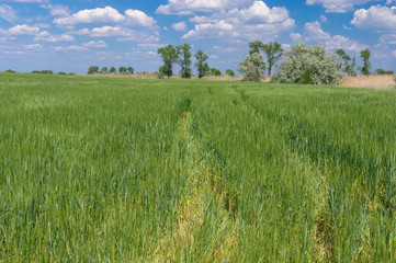 Fototapeta premium Spring landscape with an rut in unripe wheat field in Ukraine