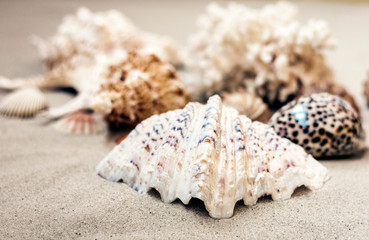 Seashells on the sand, summer beach background travel concept with copy space for text.