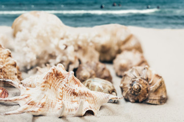 Obraz na płótnie Canvas Seashells on the sand, summer beach background travel concept with copy space for text.