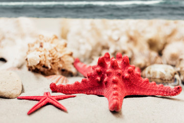 Seashells and red sea stars on the sand, summer beach background travel concept with copy space for...