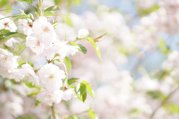 White rose blossoming flowers on blur pastel background