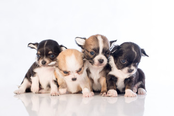 puppies on white background