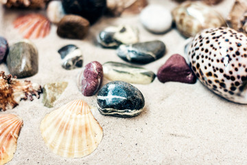 Seashells and stones on the sand, summer beach background travel concept with copy space for text.