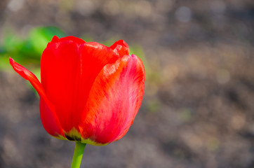 Red tulips in close-up. Open and closed bud tulip. Bright tulip flowers from all sides. Flowers for the holiday of spring. Beautiful flowers