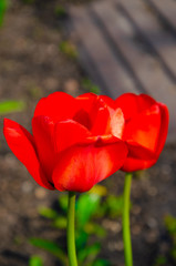 Red tulips in close-up. Open and closed bud tulip. Bright tulip flowers from all sides. Flowers for the holiday of spring. Beautiful flowers