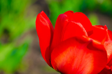 Red tulips in close-up. Open and closed bud tulip. Bright tulip flowers from all sides. Flowers for the holiday of spring. Beautiful flowers