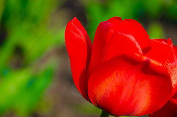 Red tulips in close-up. Open and closed bud tulip. Bright tulip flowers from all sides. Flowers for the holiday of spring. Beautiful flowers