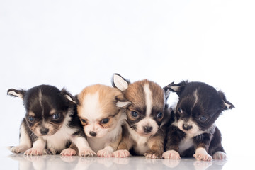Obraz premium puppies on white background
