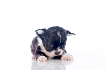 puppies on white background