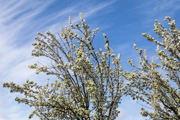 White flower behind blue sky in spring