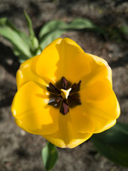 Bloom tulip from the top, macro. Bright shining colors. 