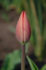 Red tulips in close-up. Open and closed bud tulip. Bright tulip flowers from all sides. Flowers for the holiday of spring. Beautiful flowers