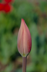 Red tulips in close-up. Open and closed bud tulip. Bright tulip flowers from all sides. Flowers for the holiday of spring. Beautiful flowers