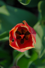 Red tulips in close-up. Open and closed bud tulip. Bright tulip flowers from all sides. Flowers for the holiday of spring. Beautiful flowers