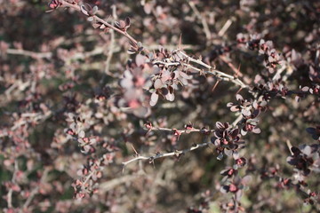 view of the red bushes in spring  