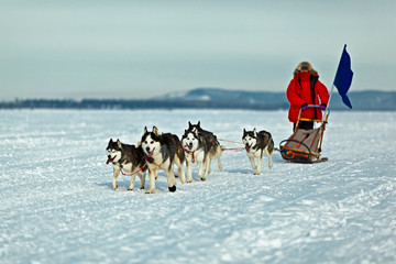 Kayur manages a dog team on a snowy plain.