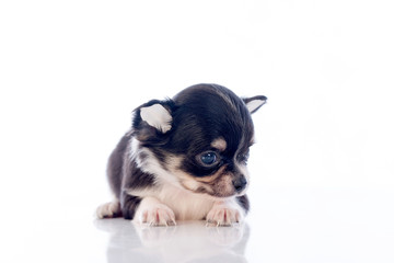 puppies on white background