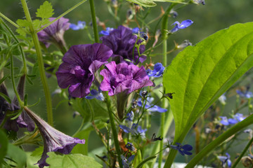 Petunia and lobelia flowers, plantain and nettle leaves. Nature in summer.