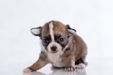 puppies on white background