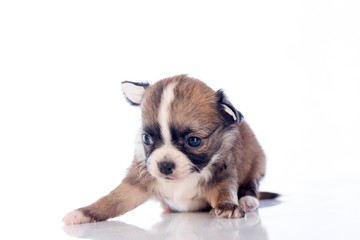 puppies on white background