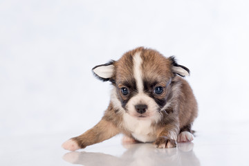 puppies on white background