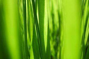 Fototapeta na wymiar Green grass in the spring, closeup.