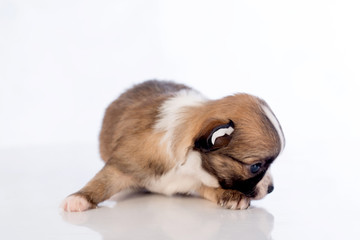 puppies on white background