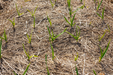 Young green garlic growing in the garden