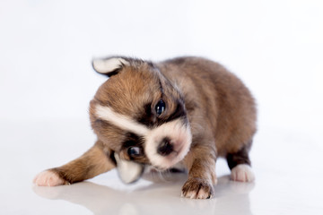 puppies on white background