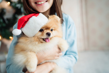 Child girl is holding puppies Santa Claus on her hands near the Christmas tree.