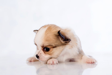 puppies on white background