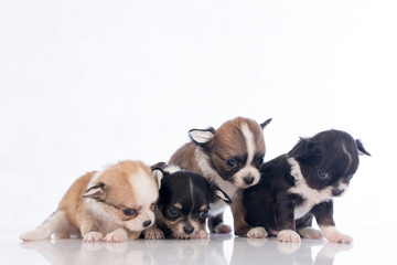 puppies on white background