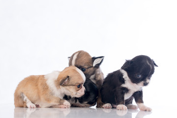 puppies on white background