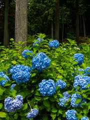 紫陽花