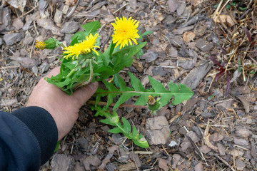 Female Hands Pull Out Weeds From Ground Garden. Weeding Weeds. Struggle Weeds Close Up.