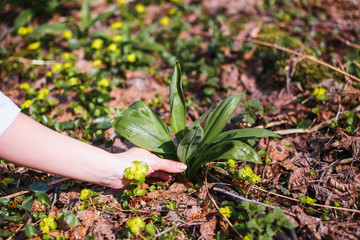 The girl collects the first young wild garlic in the forest