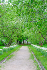beautiful path in the spring Park